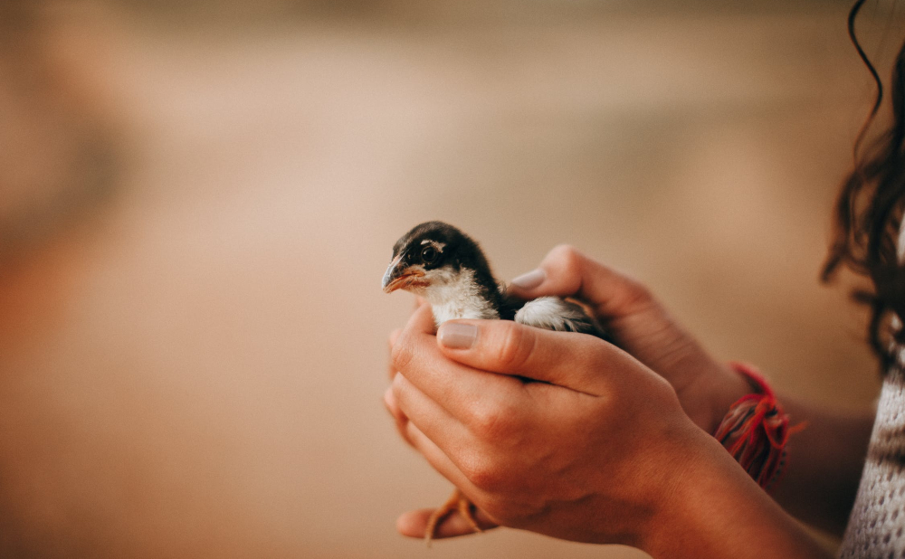 The Delicate Act of Freeing a Bird - A Symbol of Hope and Freedom