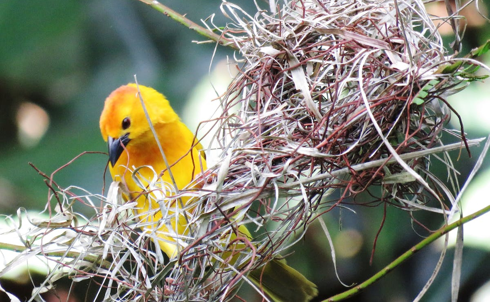 The Delicate Act of Freeing a Bird - A Symbol of Hope and Freedom