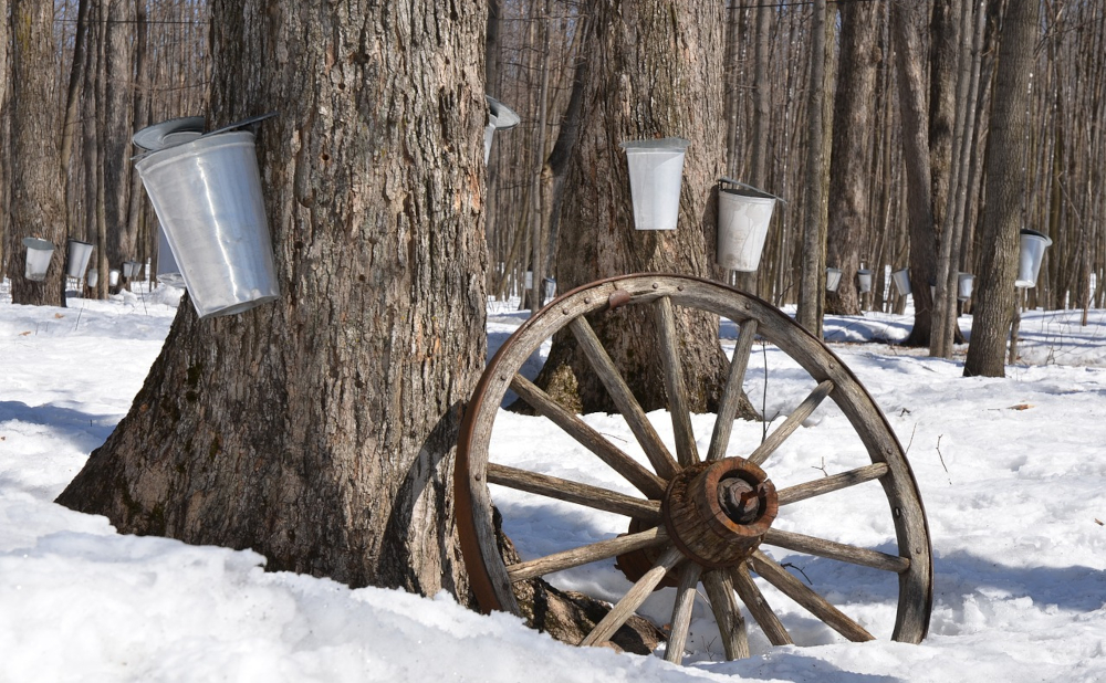 Sweet Success: Mastering the Art of Making Homemade Syrup