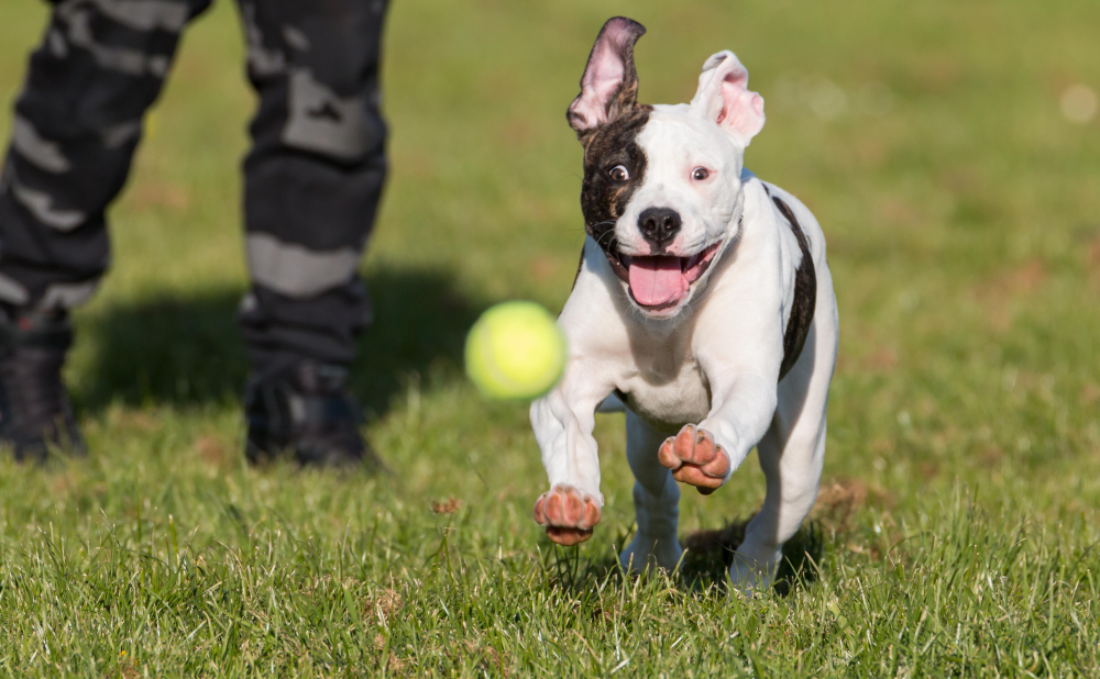 Why Do Dogs Love Tennis Balls? A Hound's Hidden Obsession