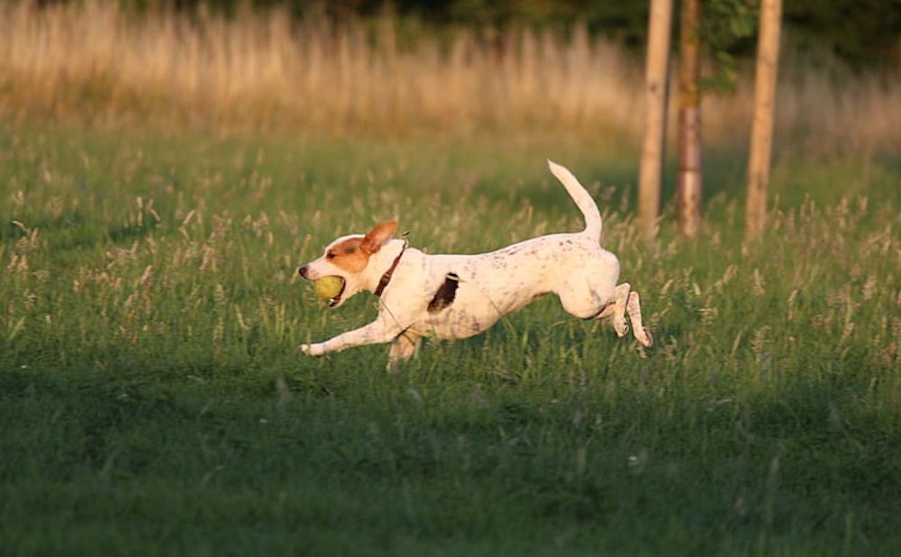 Why Do Dogs Love Tennis Balls? A Hound's Hidden Obsession