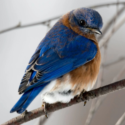 From Captivity to the Sky: The Emotional Journey of Freeing a Bird